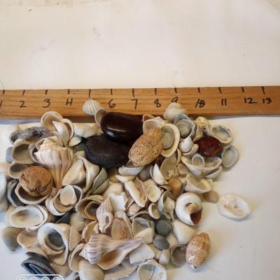 Various Sea shells etc