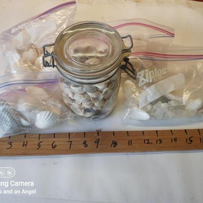 Various Sea shells etc