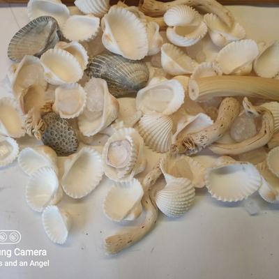 Various Sea shells etc