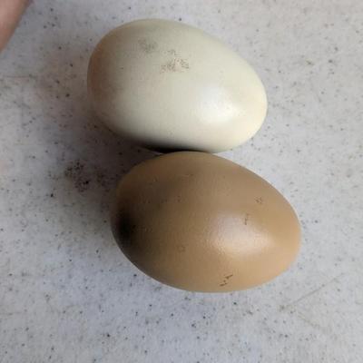 Eggcellent