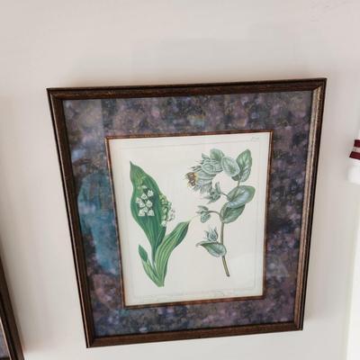 4 Framed Botanical prints by Syd Edwards Plants