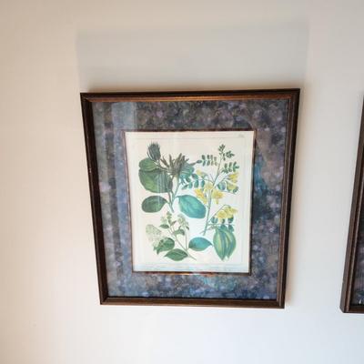 4 Framed Botanical prints by Syd Edwards Plants