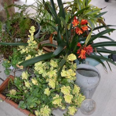 LOT 593.  LIVE PLANTS AND WATER CANS