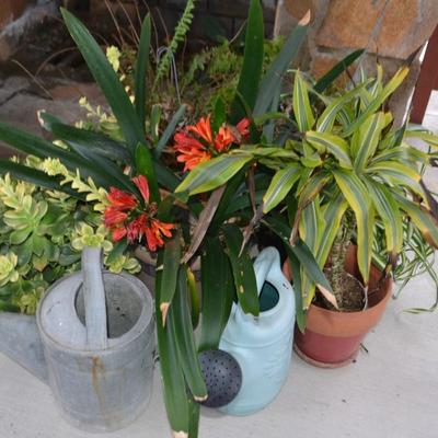 LOT 593.  LIVE PLANTS AND WATER CANS