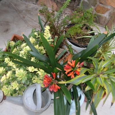 LOT 593.  LIVE PLANTS AND WATER CANS
