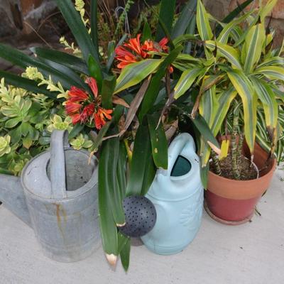 LOT 593.  LIVE PLANTS AND WATER CANS