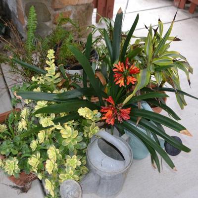 LOT 593.  LIVE PLANTS AND WATER CANS