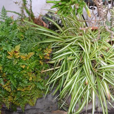 LOT 594. LIVE PLANTS AND AS-IS PLANT STAND