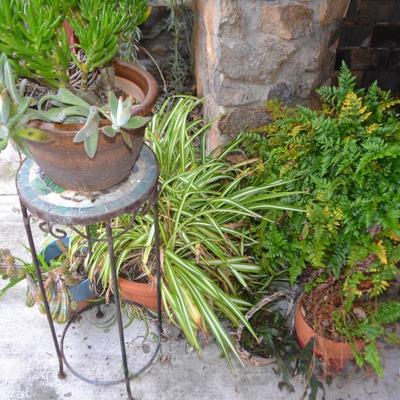 LOT 594. LIVE PLANTS AND AS-IS PLANT STAND