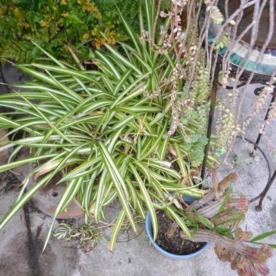 LOT 594. LIVE PLANTS AND AS-IS PLANT STAND