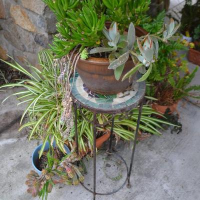 LOT 594. LIVE PLANTS AND AS-IS PLANT STAND