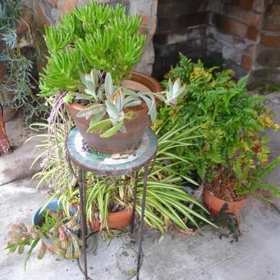 LOT 594. LIVE PLANTS AND AS-IS PLANT STAND