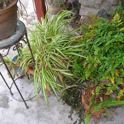 LOT 594. LIVE PLANTS AND AS-IS PLANT STAND