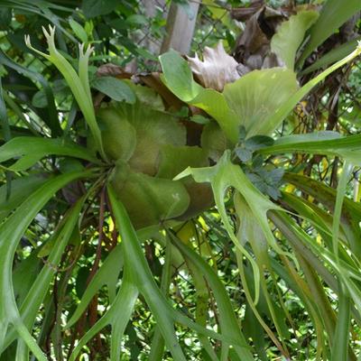 LOT 693. STAGHORN FERN