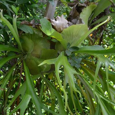LOT 693. STAGHORN FERN