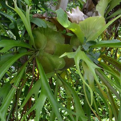 LOT 693. STAGHORN FERN
