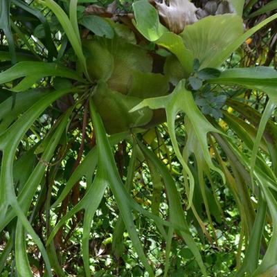 LOT 693. STAGHORN FERN