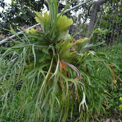 LOT 695. STAGHORN FERN