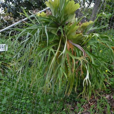 LOT 695. STAGHORN FERN