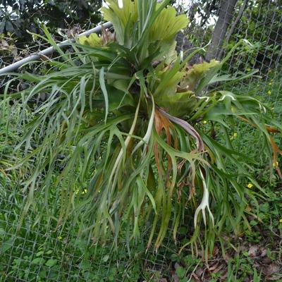 LOT 695. STAGHORN FERN