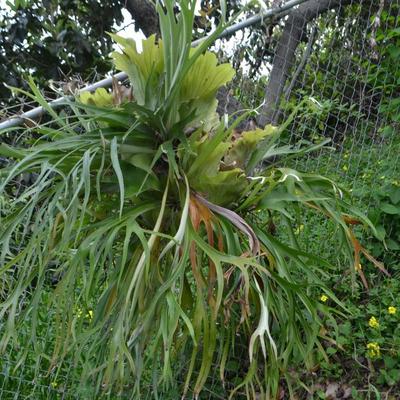 LOT 695. STAGHORN FERN