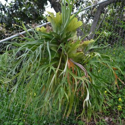 LOT 695. STAGHORN FERN