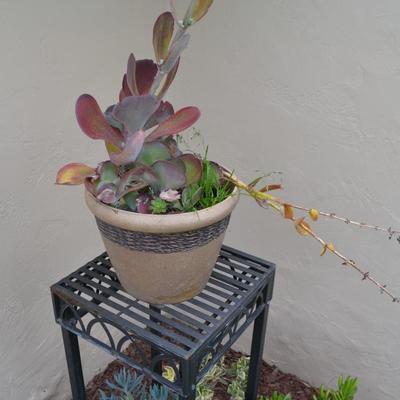 LOT 697. LIVE PLANTS IN PLASTIC POTS + PLANT STAND