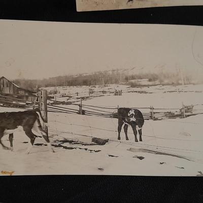 Antique Black & White Western post cards Cowboys, Montana, Nunn's and more