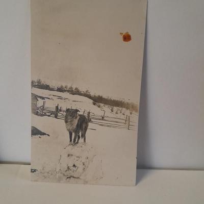 Antique Black & White Western post cards Cowboys, Montana, Nunn's and more
