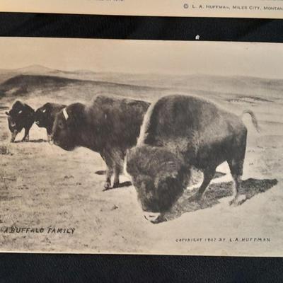 Antique black & White post cards of Native American Chiefs, Bison, and more Huffman