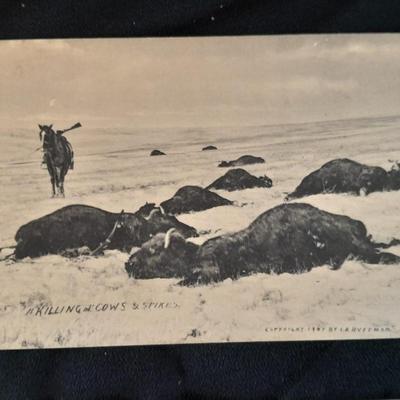 Antique black & White post cards of Native American Chiefs, Bison, and more Huffman