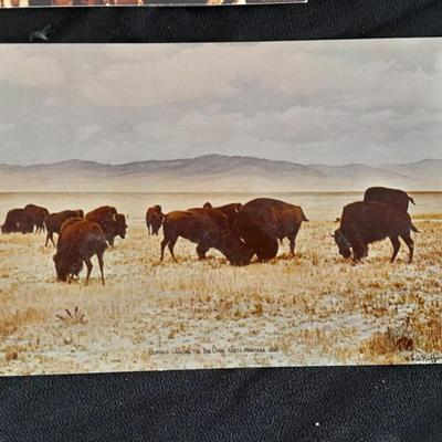 Vintage Color postcards of Native American's and Buffalo Sioux Grave, and more