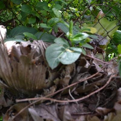 LOT 692. STAGHORN FERN