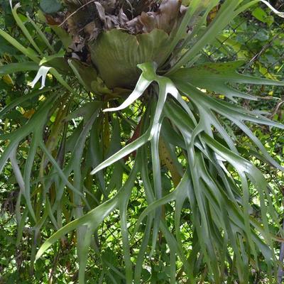 LOT 692. STAGHORN FERN