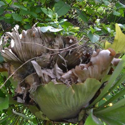 LOT 692. STAGHORN FERN