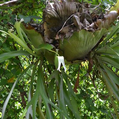 LOT 692. STAGHORN FERN