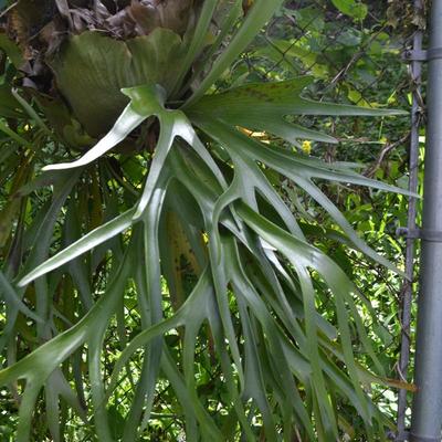 LOT 692. STAGHORN FERN