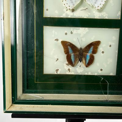 1305 Pair of Custom Framed Butterfly Taxidermy Specimens