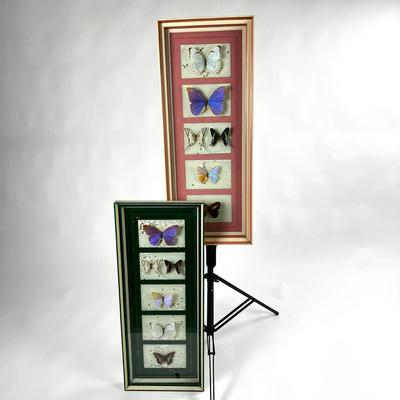1305 Pair of Custom Framed Butterfly Taxidermy Specimens