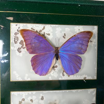 1305 Pair of Custom Framed Butterfly Taxidermy Specimens