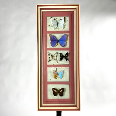 1305 Pair of Custom Framed Butterfly Taxidermy Specimens