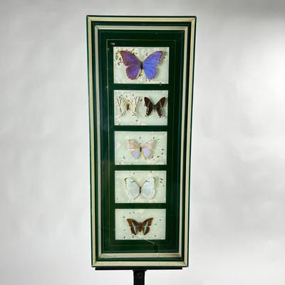 1305 Pair of Custom Framed Butterfly Taxidermy Specimens