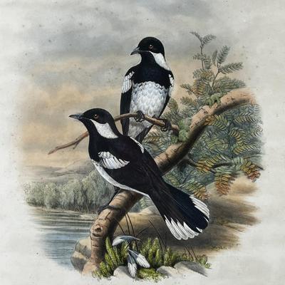 1311 Hand-colored Lithograph by William Mathew Hart