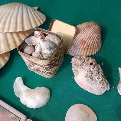 Sea shell Collection and Four piece Lighthouse ceramic coaster set