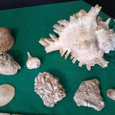 Sea shell Collection and Four piece Lighthouse ceramic coaster set