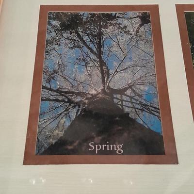 Framed pictures of same tree, different seasons, Summer, Spring, winter and fall.