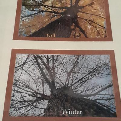 Framed pictures of same tree, different seasons, Summer, Spring, winter and fall.