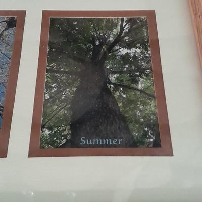 Framed pictures of same tree, different seasons, Summer, Spring, winter and fall.