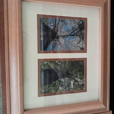 Framed pictures of same tree, different seasons, Summer, Spring, winter and fall.