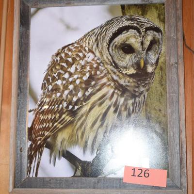 Owl Picture